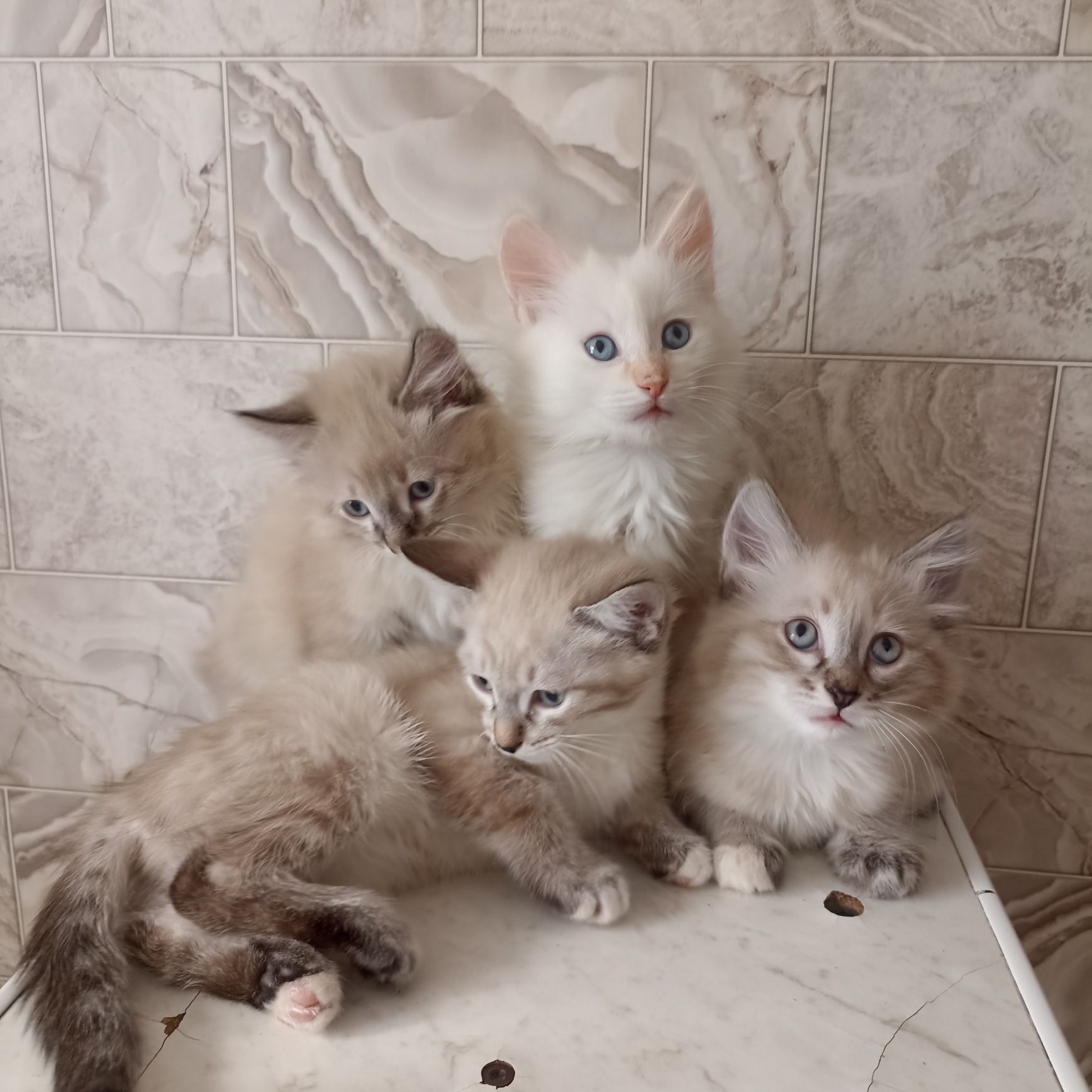Котята                    .