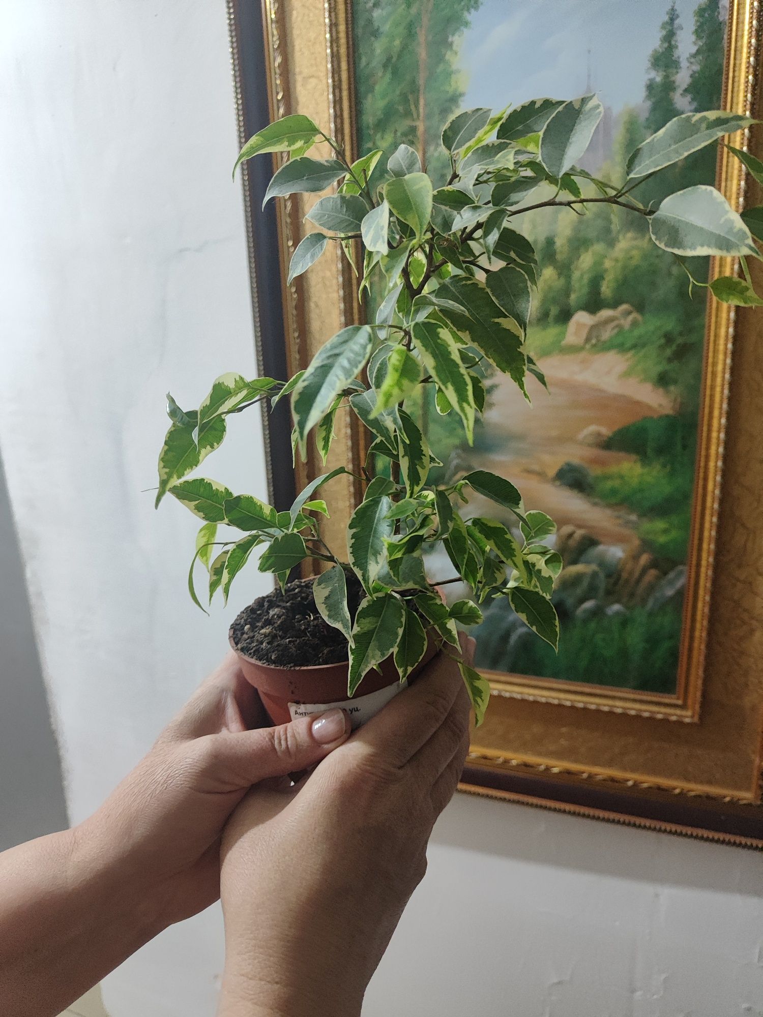 Комнатные цветы, пеларгонии