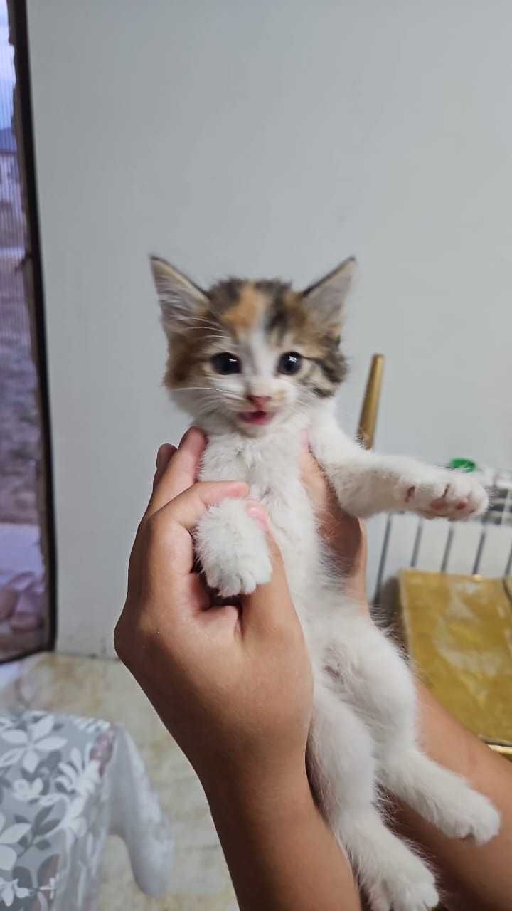 Котята отдам бесплатно