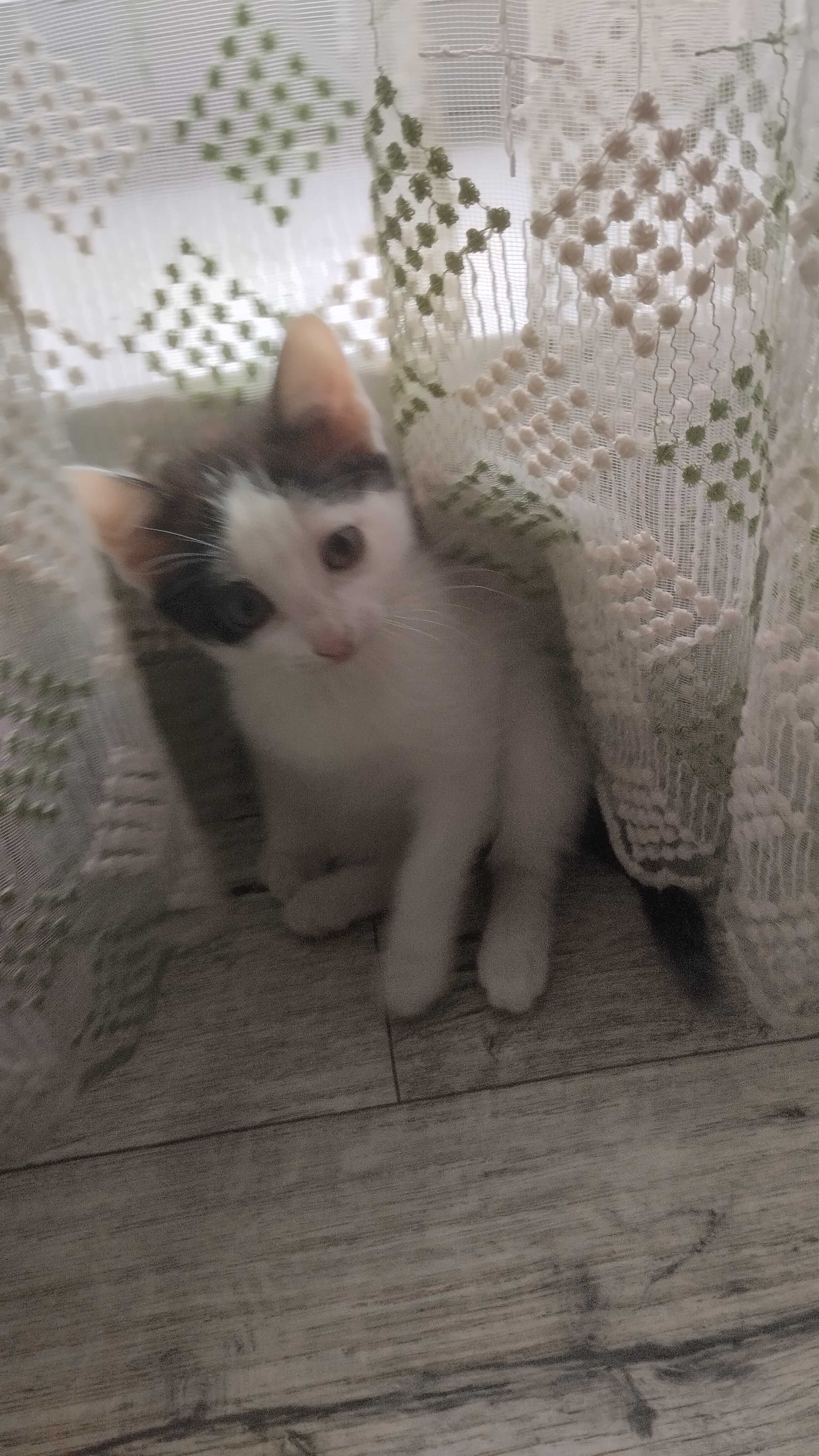 Отдам котят в хорошие руки