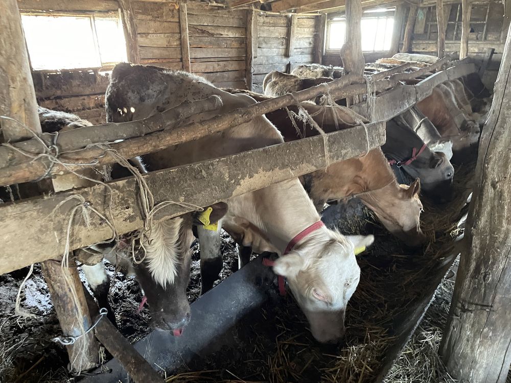 Продам 16 быков возростом до 2-х лет