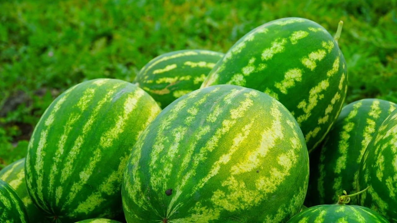 Продам арбуз оптом