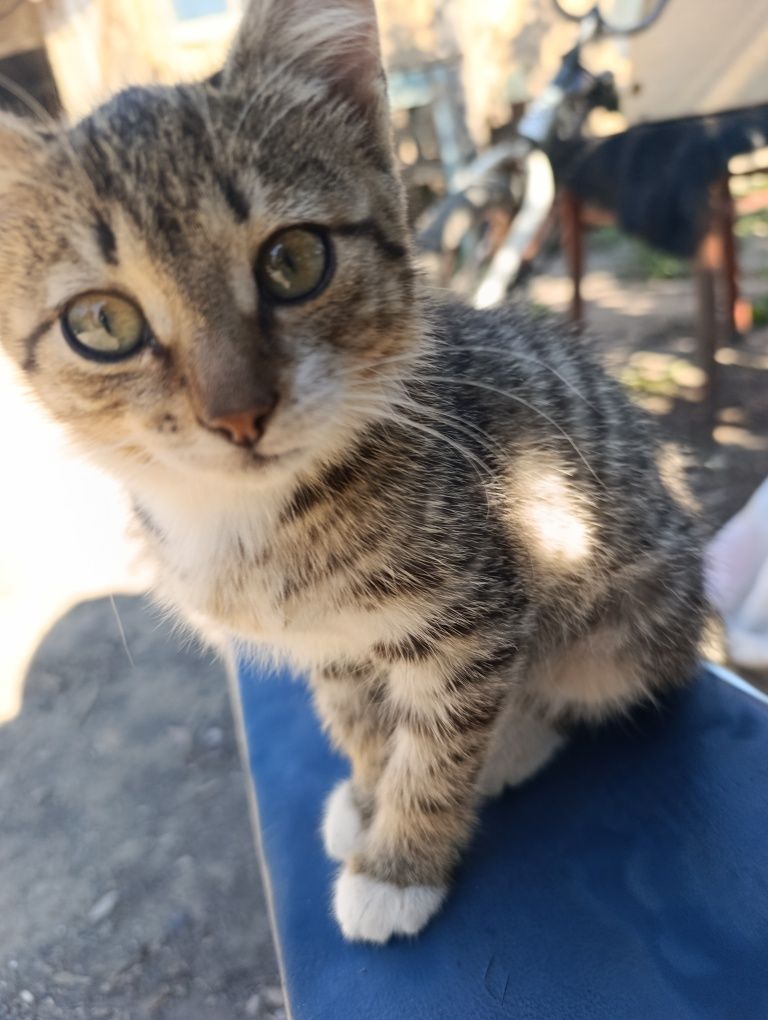 ОТДАМ КОТЯТ бесплатно
