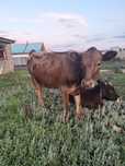Продам тёлок 1.5 годовалых породистых