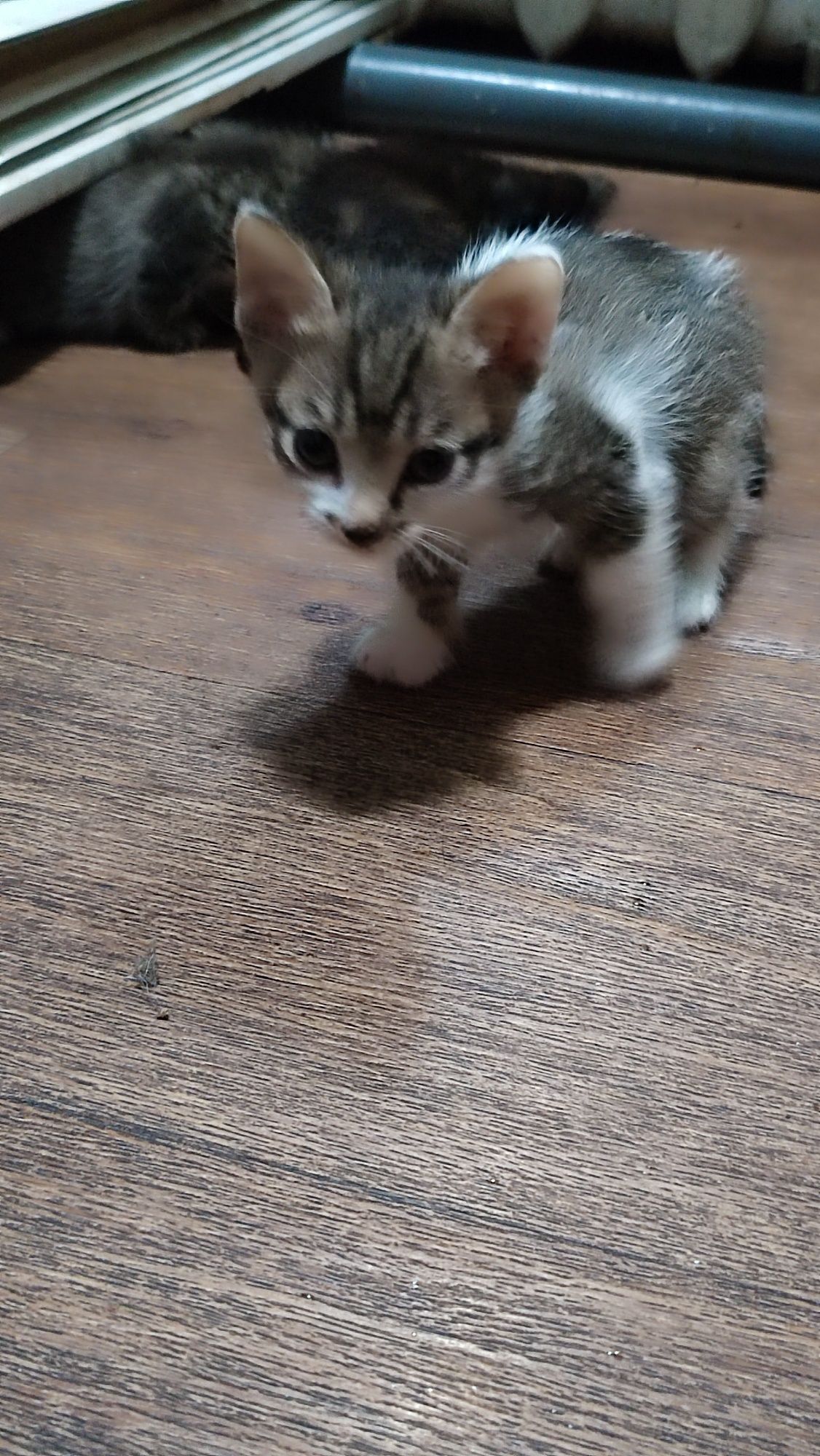 Котята отдам в хорошие руки