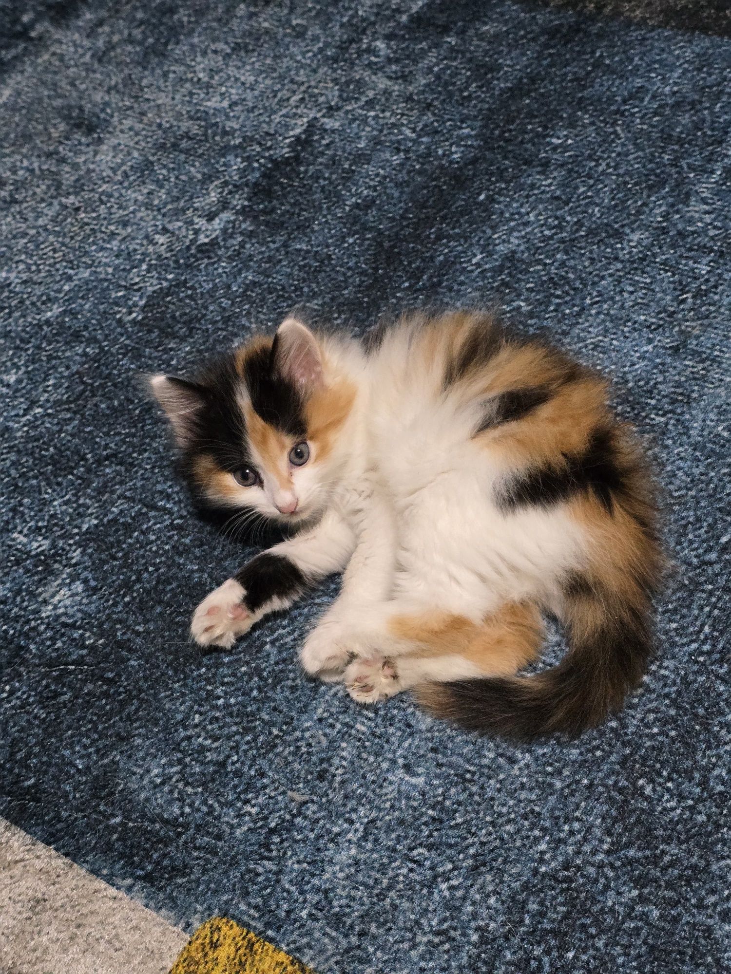 Котенок  трехцветный девочка