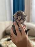 Котята породистые вислоухие