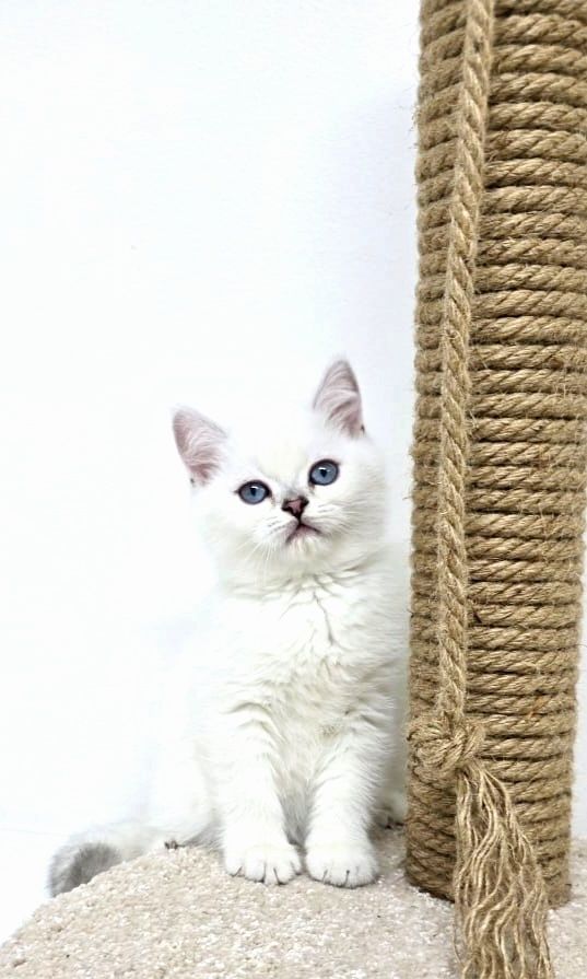 Котята британские Ласковей нет на планете  чем они