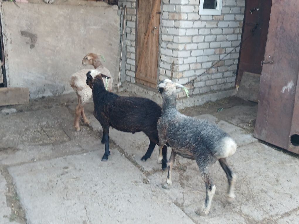 Продам баран (кастрат)  этого года, 3 головы