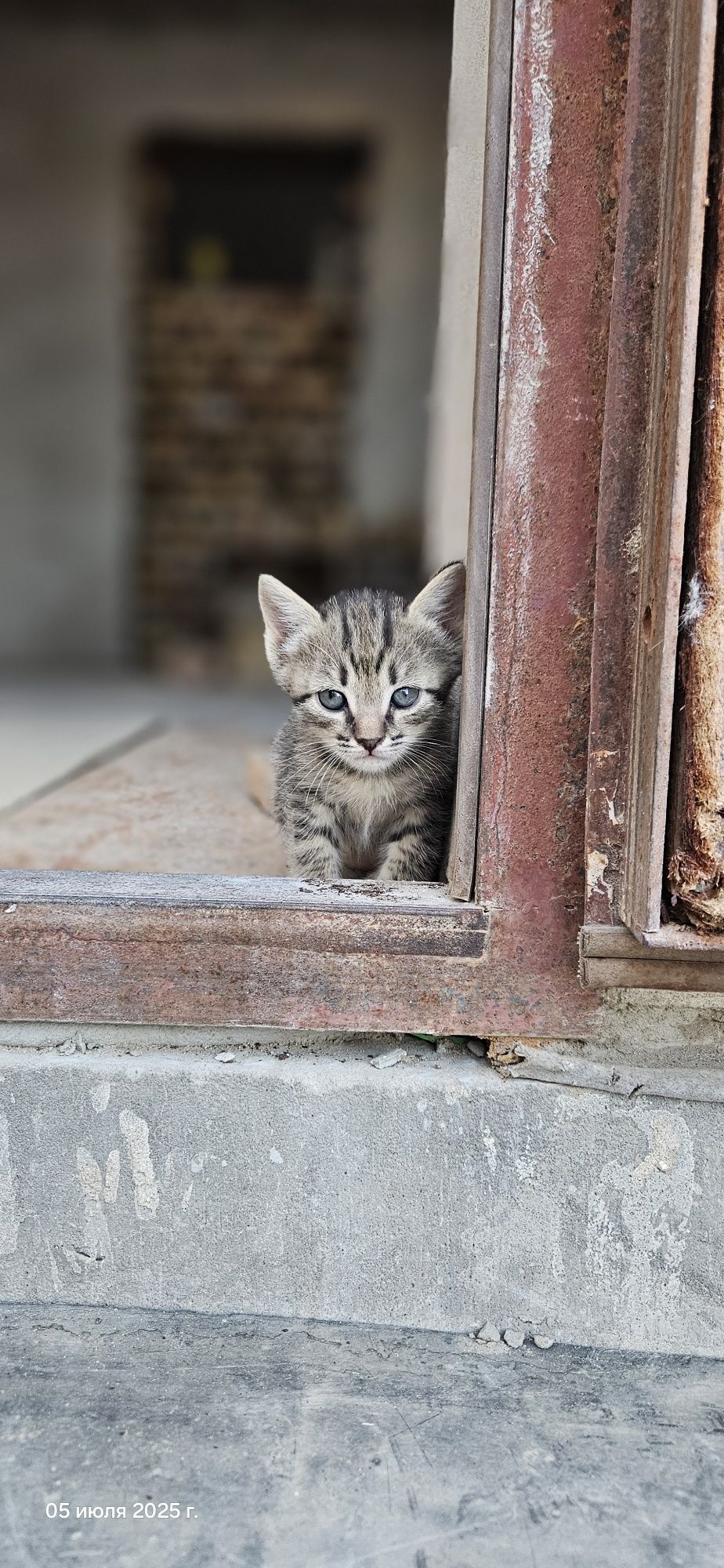 Мысықтар, марғаулар/ Котята, кошки
