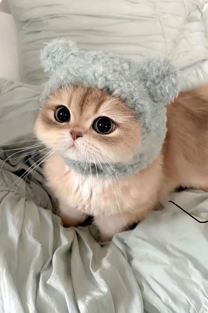 Передержка кошек и котов