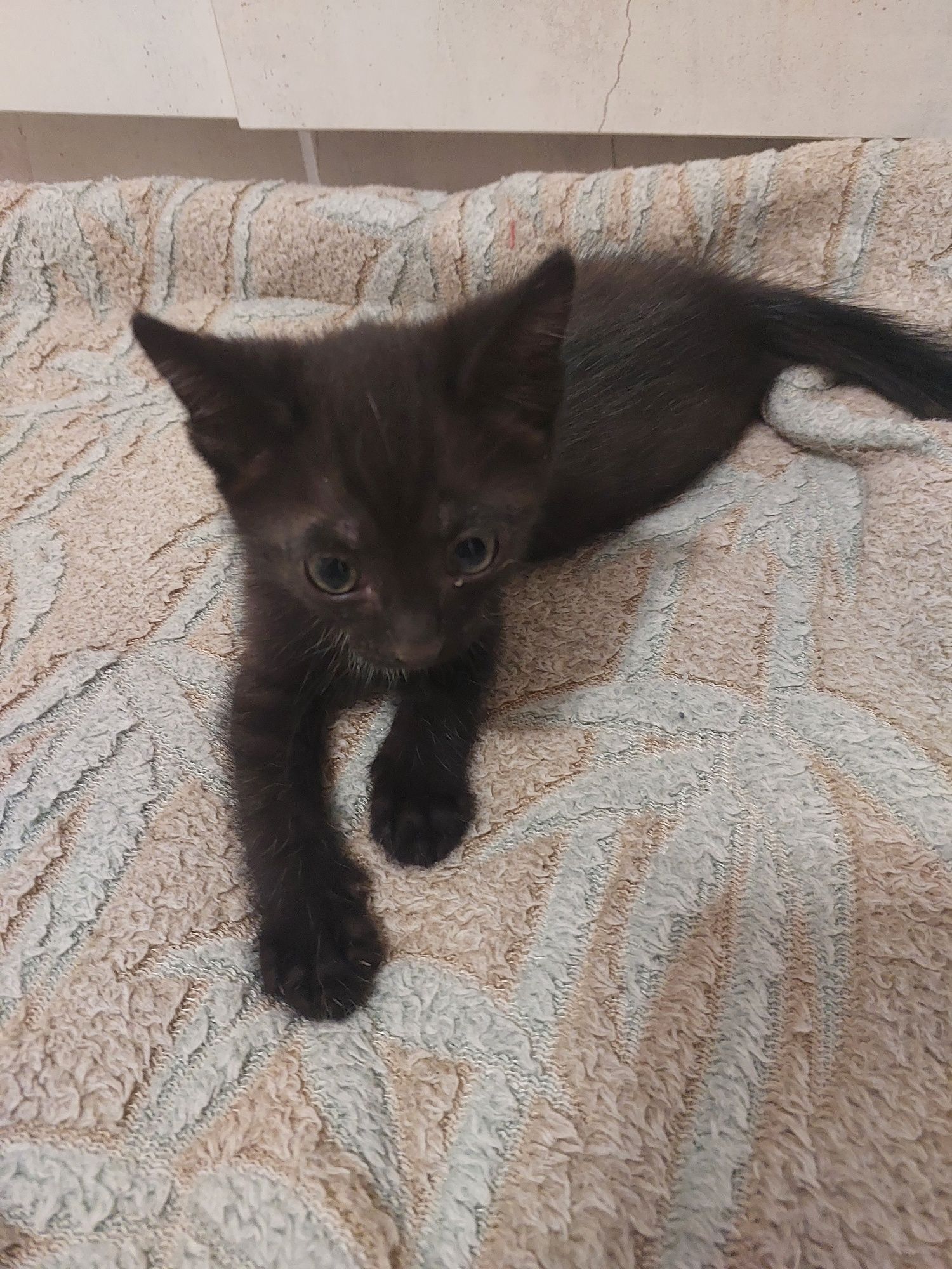 Котята котята котята