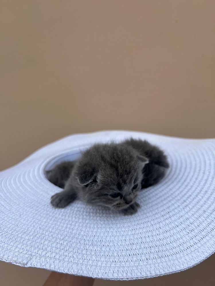 Котята британские