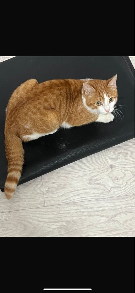 Кошка отдам даром