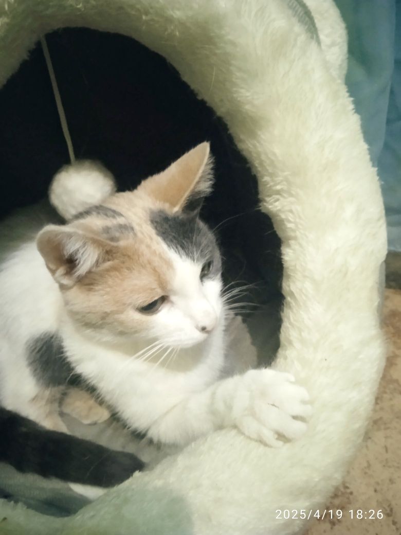 Дарю кошка лаская