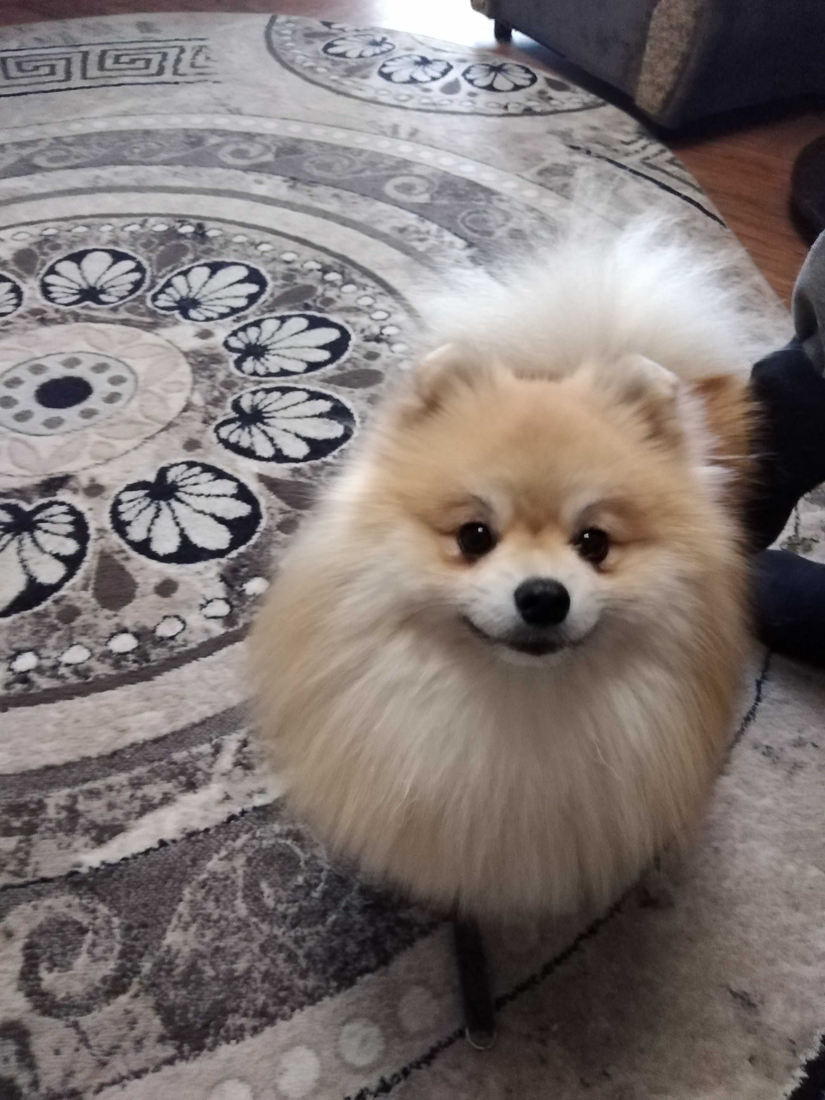 Немецкий шпиц на вязку