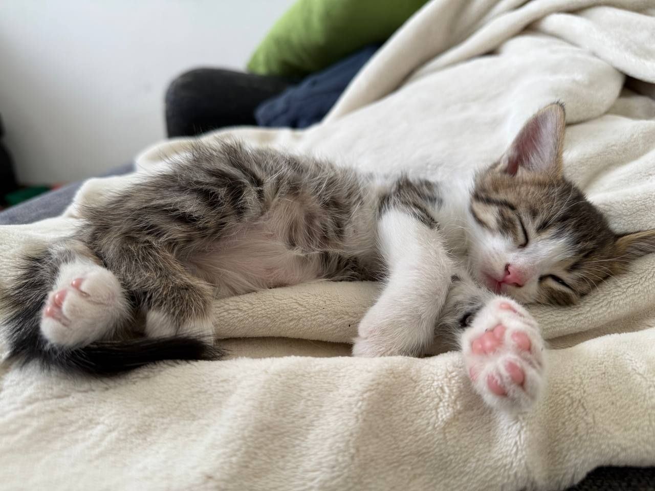 Любящую семью ищут пушистые малыши! Котята