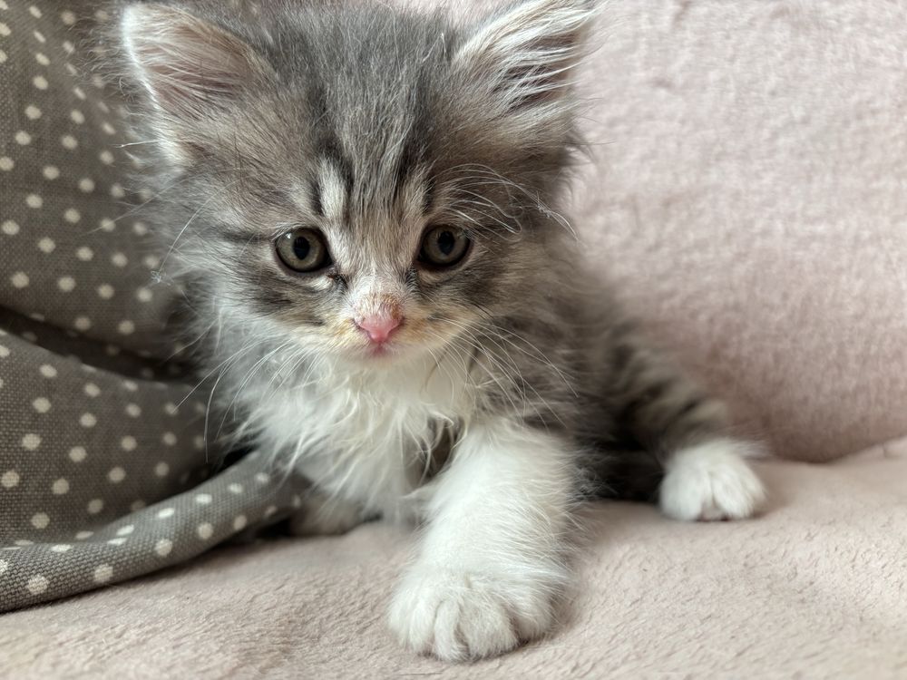 Котенок мальчик бурундай