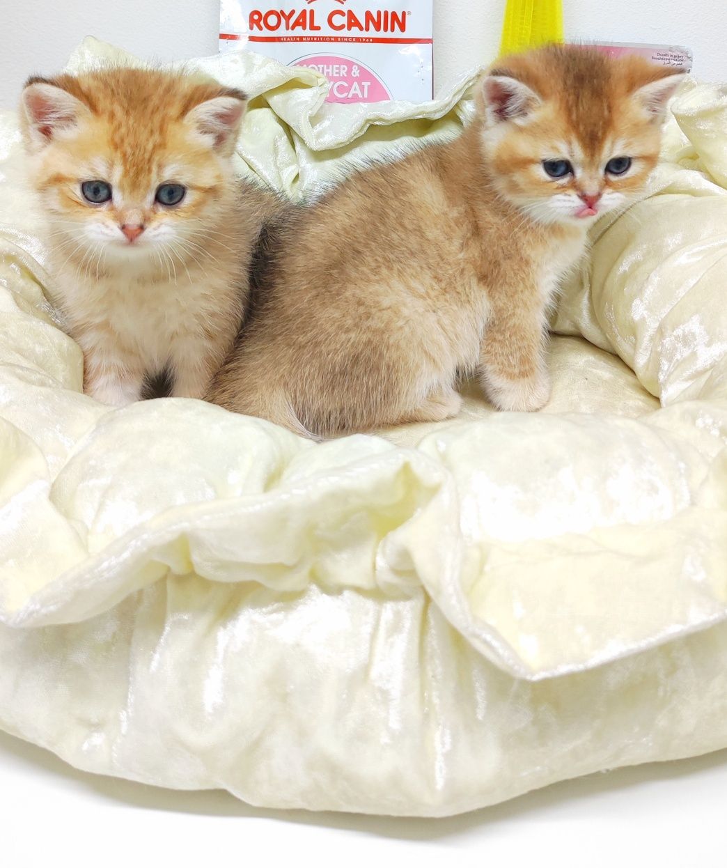 Британские котики