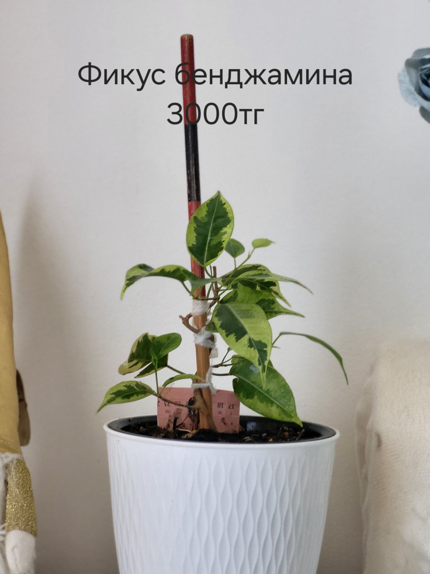 Продам цветы,все разные