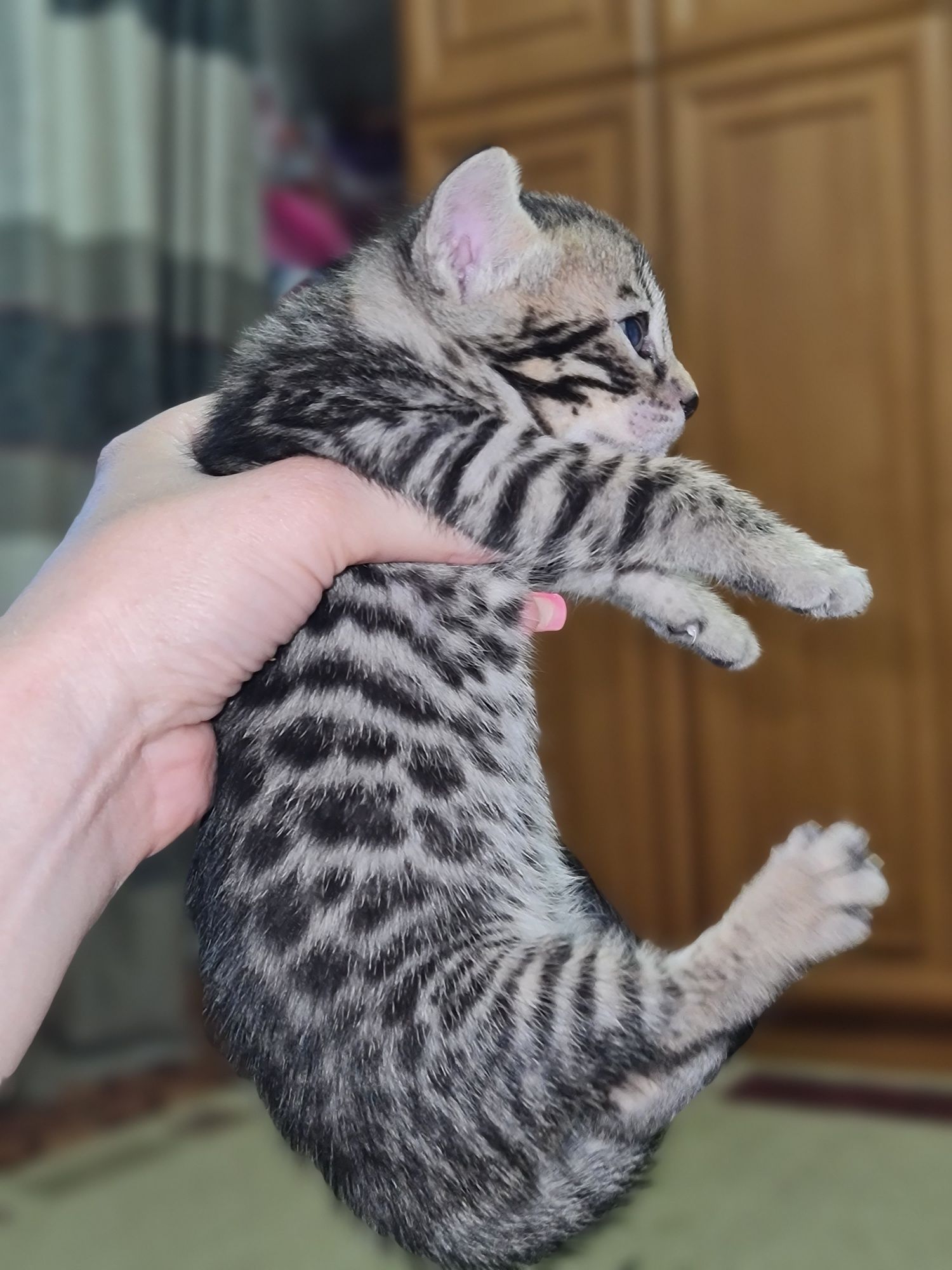 Бенгальские котята