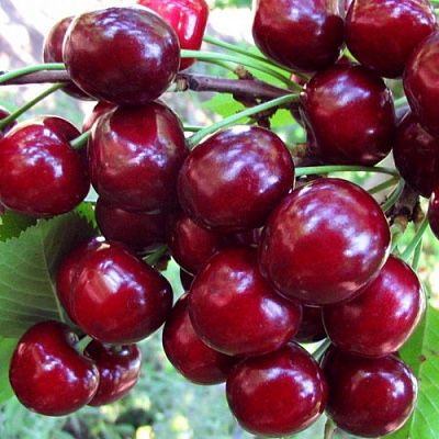 Продам вишню домашнюю
