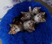 Продам котят в добрые руки