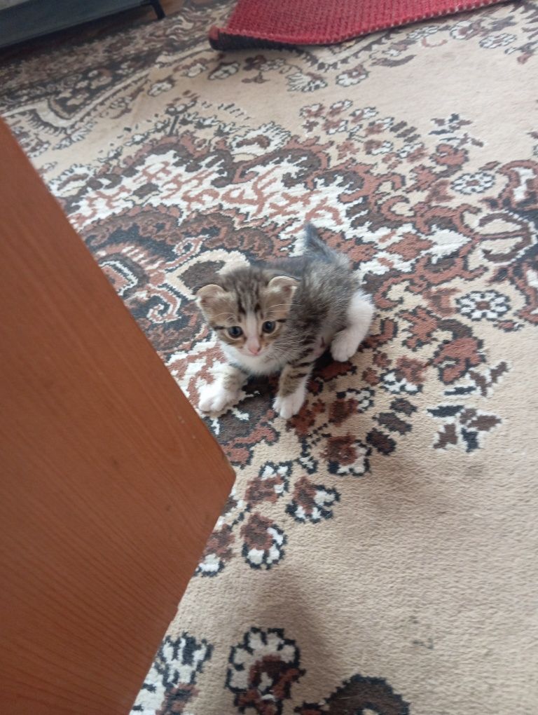 Продам котенка,вислоухий