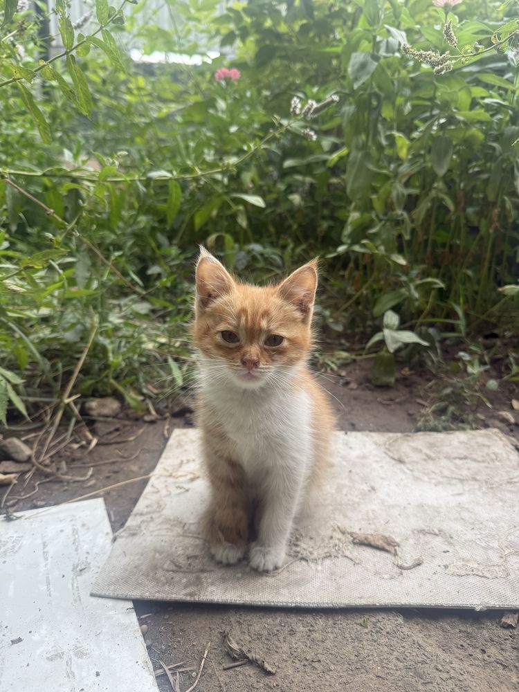 Котята ищут любящую семью