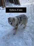 Собаки в хорошие руки