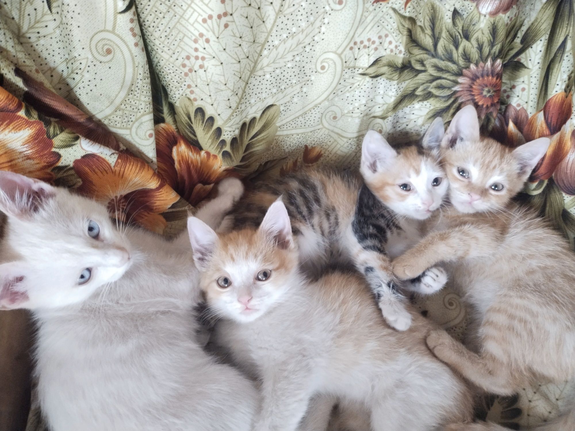 Отдам даром котят 2 месяца .