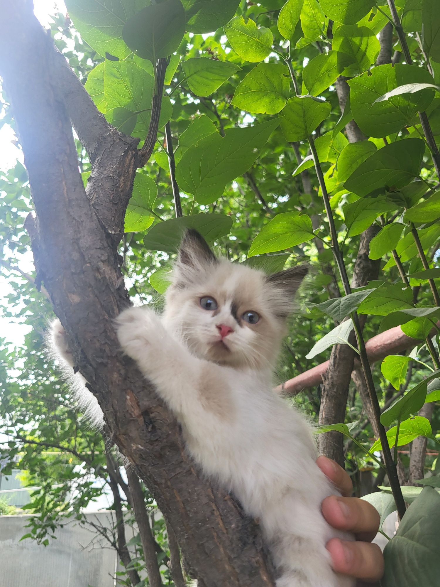 Отдаем котят в добрые руки