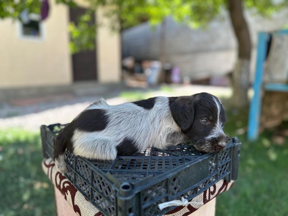 Продам шенков дратхаара