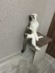 Отдам кота в добрые руки
