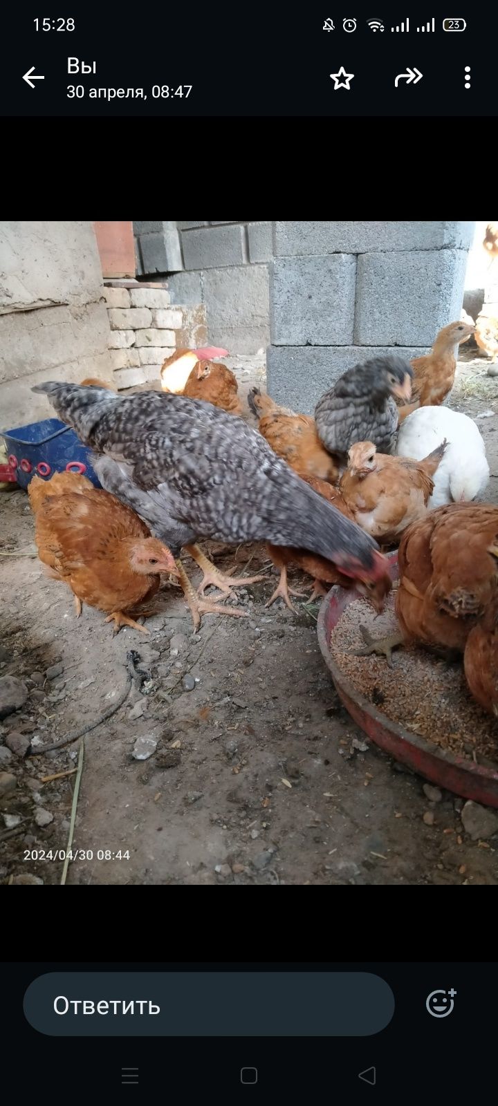 Продам цыплят разных возрастов пишите на Вацап