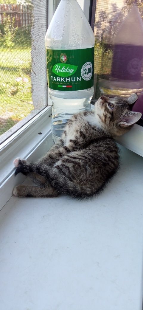 Отдается котенок в добрые руки