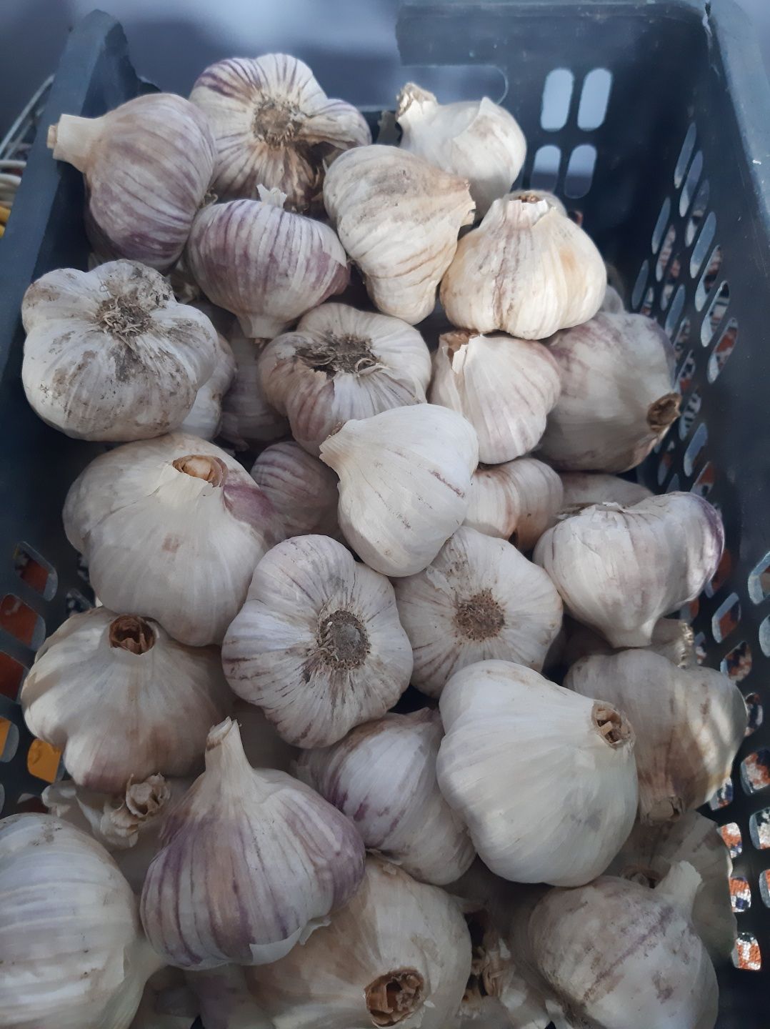 Продам   чеснок.