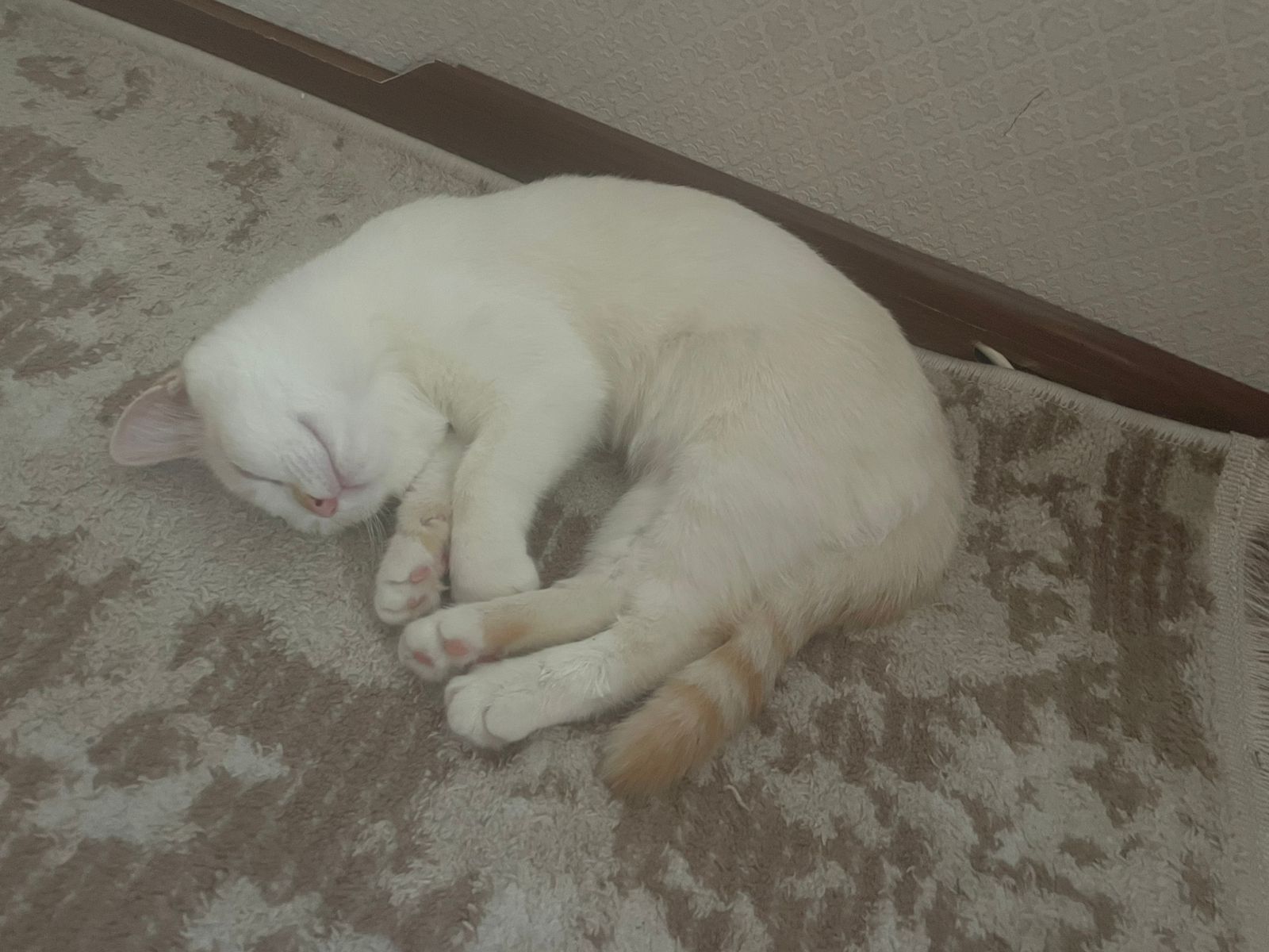 Отдам котёнка в хорошие руки
