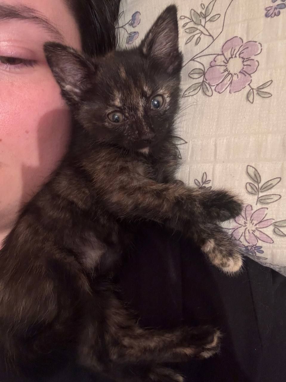 Котята ищут дом и хороших хозяев