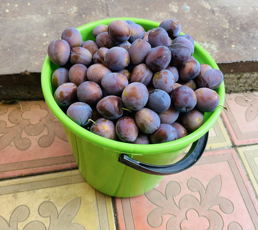 Продам домашнюю сливу !