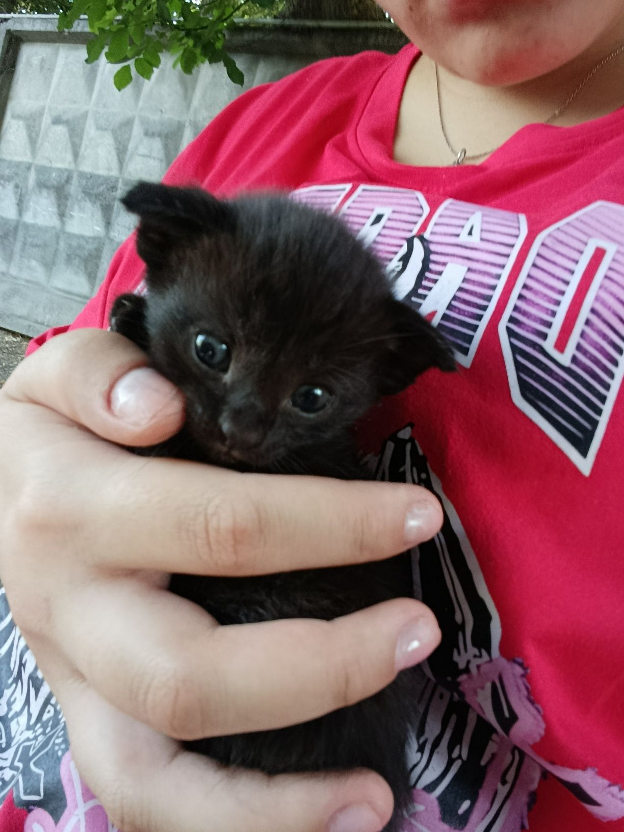 Вислоухий котёнок