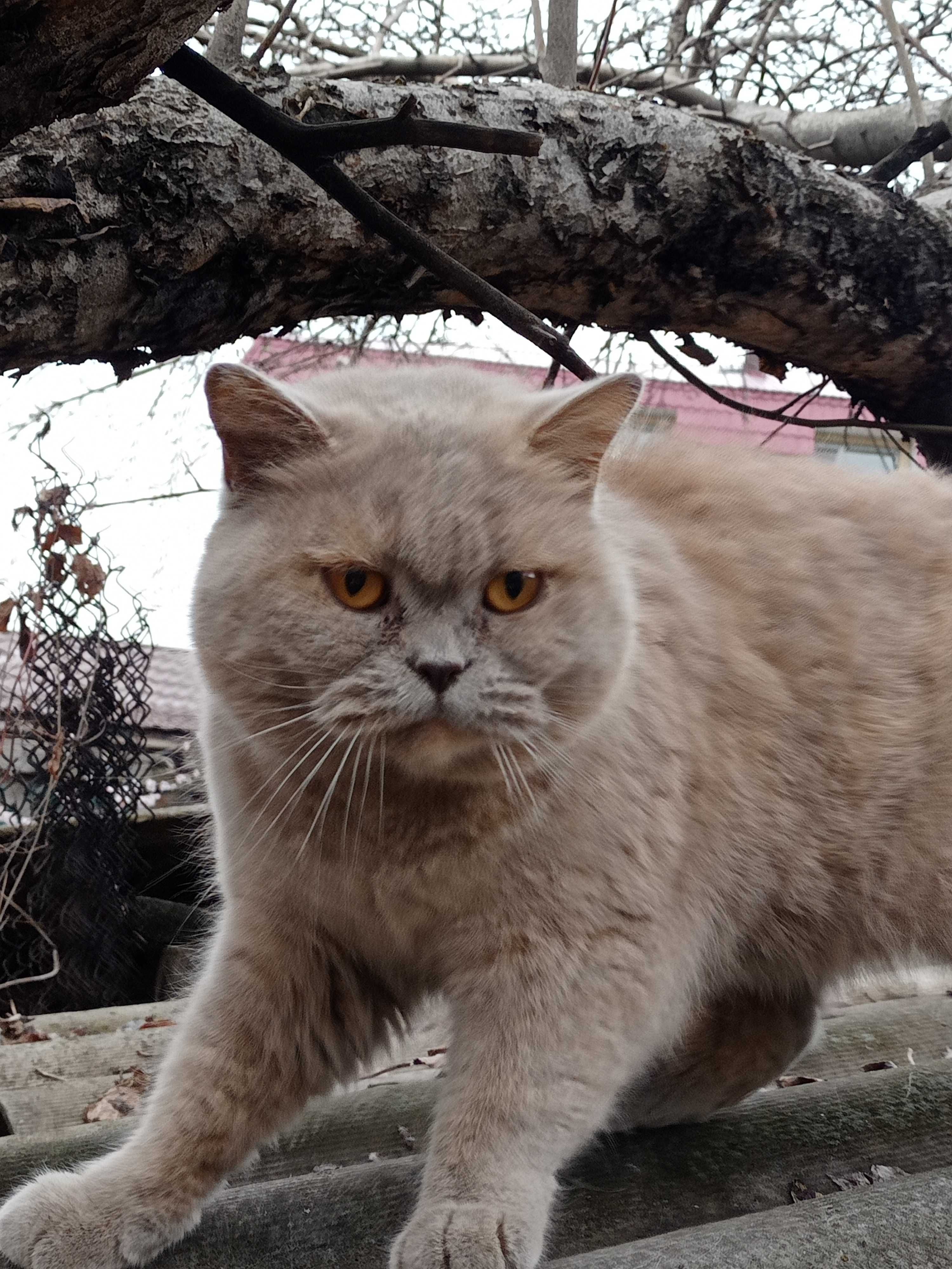 Продам кошку. Недорого. Британская короткошерсная.