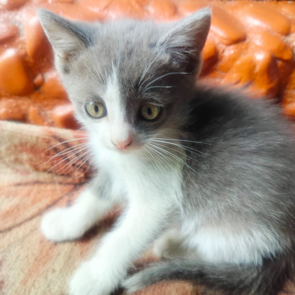 Отдам котят шустрых