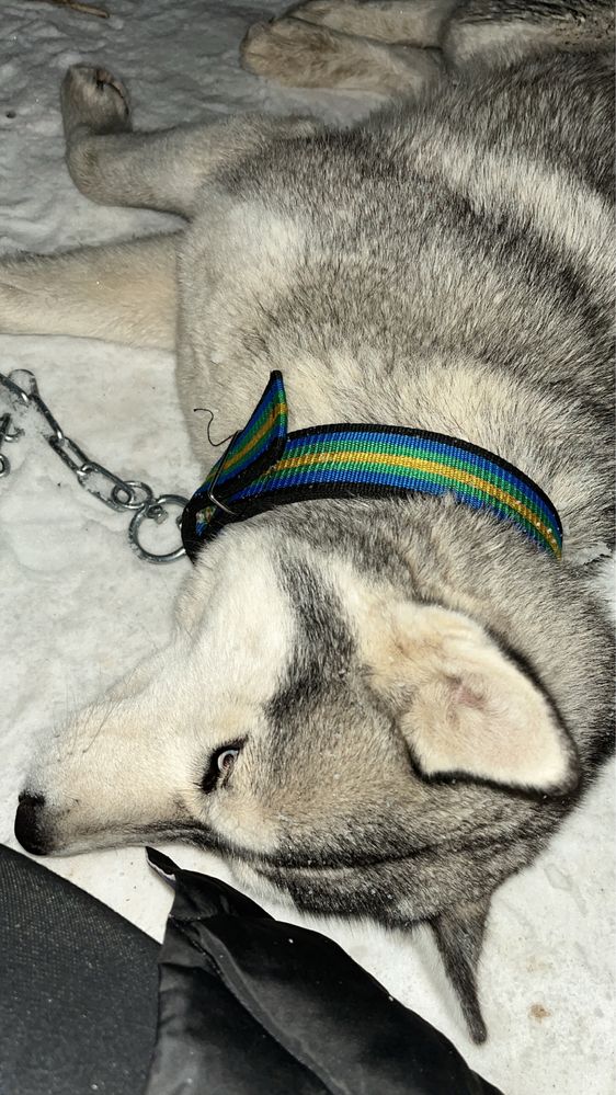 Хаски самец