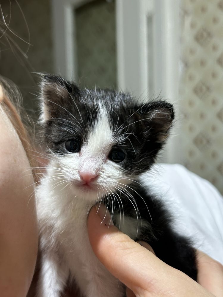 Котенок, В добрые руки !!!