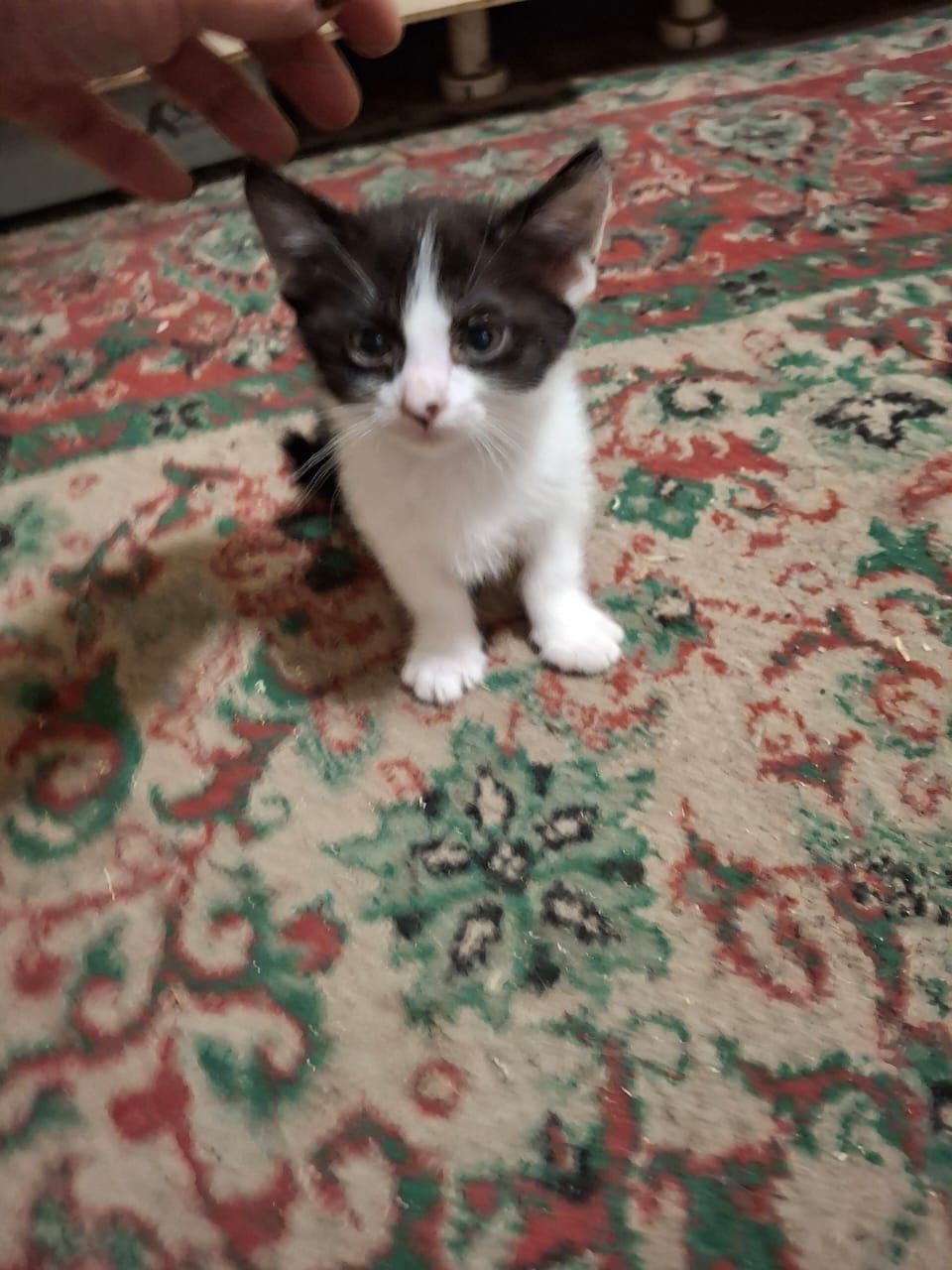 Котёнок бесплатно