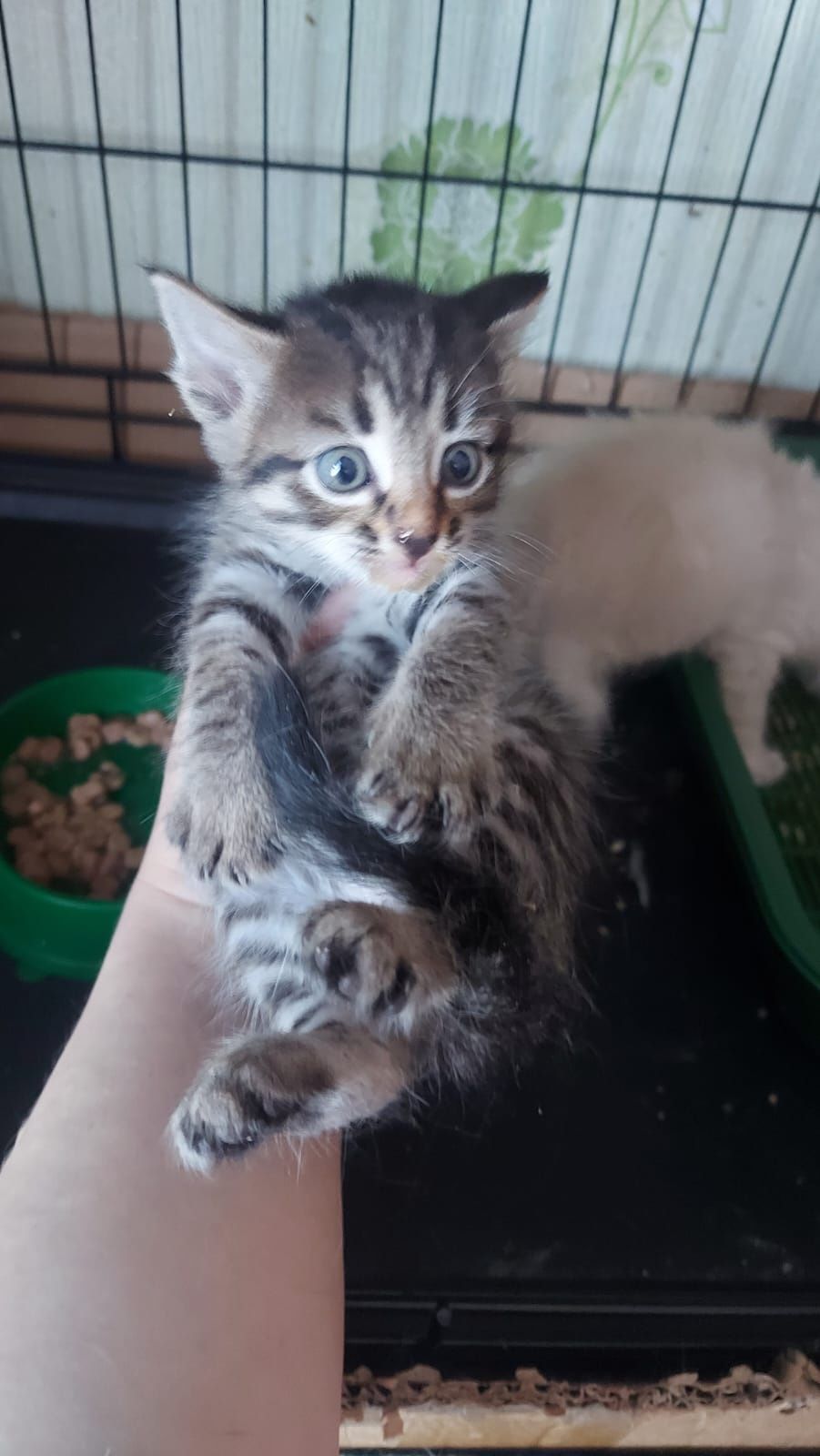 Котёнок девочка 2 месяца, на лоток уже приучена