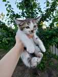 Отдам котенка в добрые руки