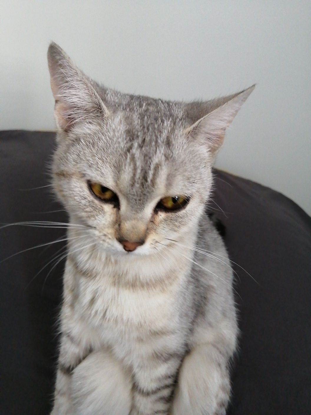 Отдам в добрые руки котёнка девочку