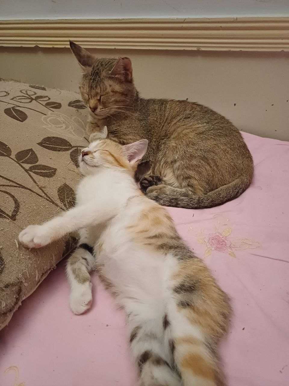 Котята в добрые любящие руки